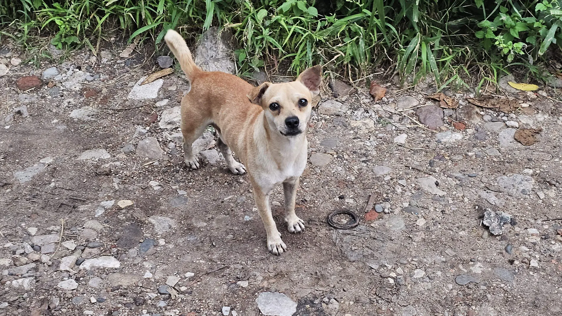 perro abandonado